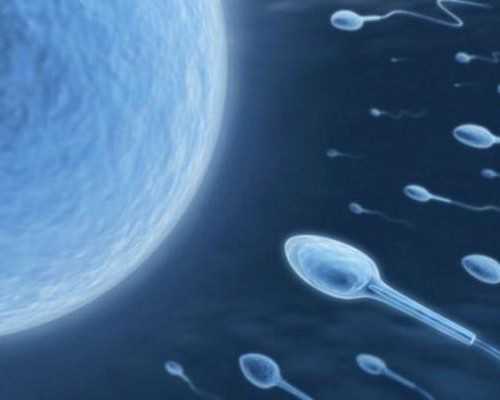 北京做供卵试管去哪好|北京供卵三代试管婴儿费用是多少？