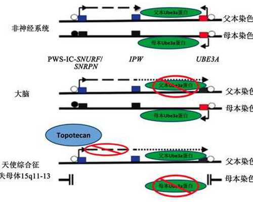 坚信提前准备做泰国试管婴儿的不孕不育症