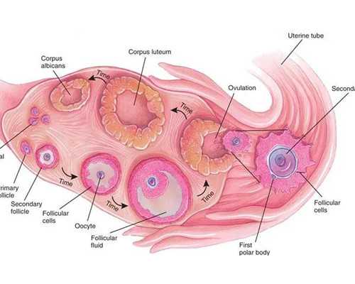 孕妇可以吃八宝粥么	